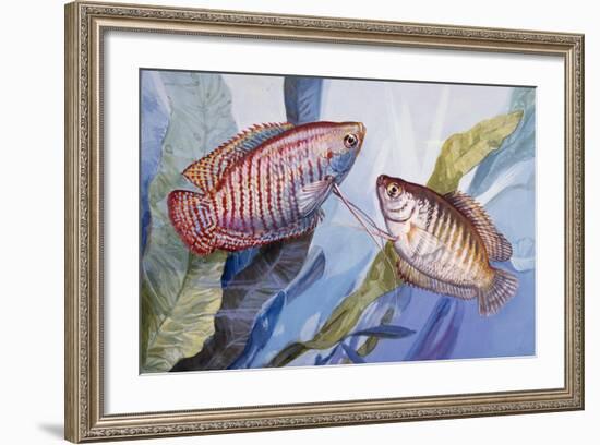 Dwarf Gourami (Colisa Lalia or Trichogaster Lalius), Osphronemidae-null-Framed Giclee Print