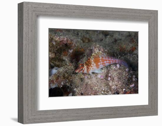 Dwarf Hawkfish, Fiji-Stocktrek Images-Framed Photographic Print