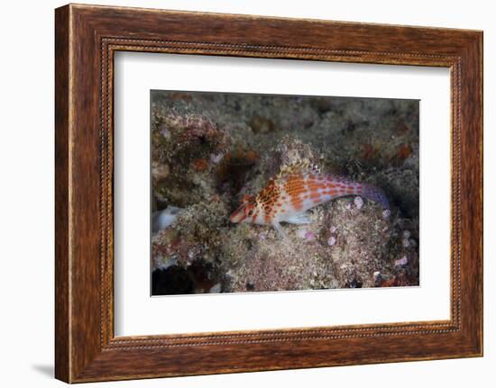 Dwarf Hawkfish, Fiji-Stocktrek Images-Framed Photographic Print