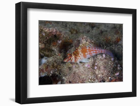 Dwarf Hawkfish, Fiji-Stocktrek Images-Framed Photographic Print
