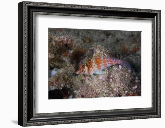 Dwarf Hawkfish, Fiji-Stocktrek Images-Framed Photographic Print