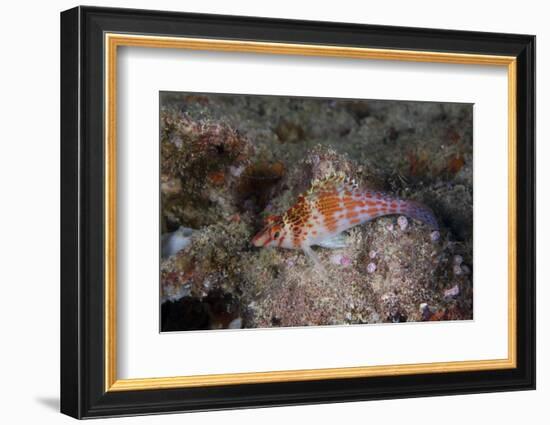 Dwarf Hawkfish, Fiji-Stocktrek Images-Framed Photographic Print