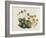 Dwarf Houseleek-William Curtis-Framed Art Print