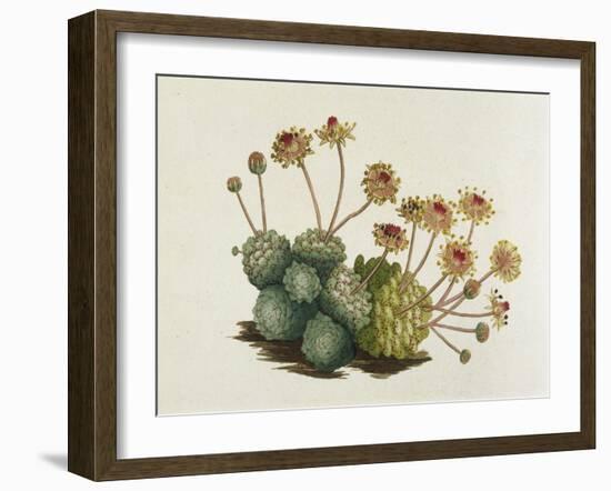 Dwarf Houseleek-William Curtis-Framed Art Print