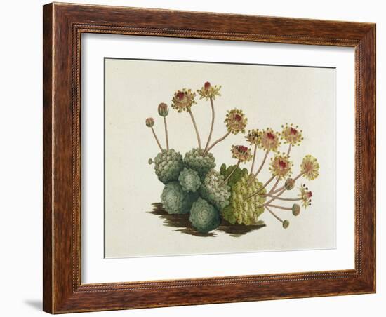 Dwarf Houseleek-William Curtis-Framed Art Print