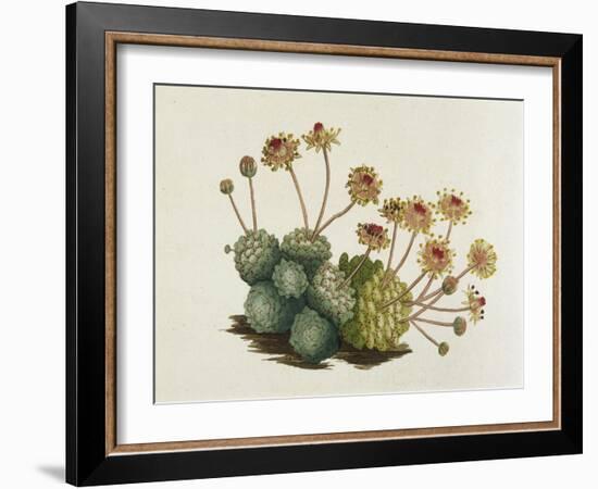 Dwarf Houseleek-William Curtis-Framed Art Print