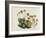 Dwarf Houseleek-William Curtis-Framed Art Print