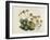 Dwarf Houseleek-William Curtis-Framed Art Print