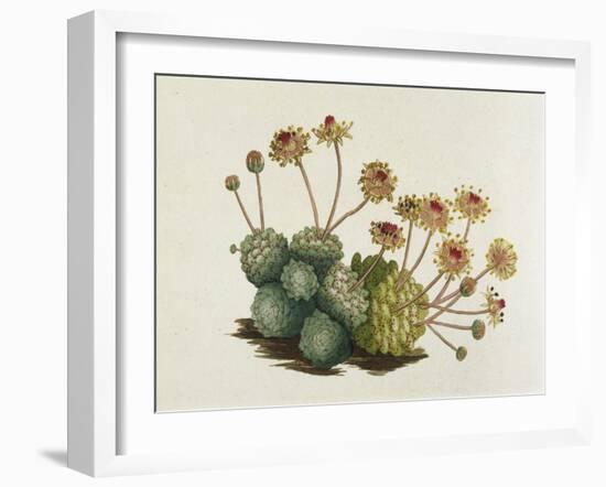 Dwarf Houseleek-William Curtis-Framed Art Print