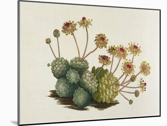 Dwarf Houseleek-William Curtis-Mounted Art Print