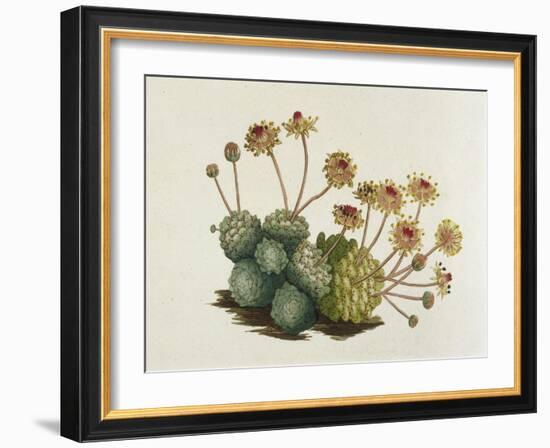 Dwarf Houseleek-William Curtis-Framed Art Print