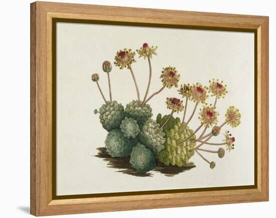 Dwarf Houseleek-William Curtis-Framed Stretched Canvas