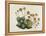 Dwarf Houseleek-William Curtis-Framed Stretched Canvas