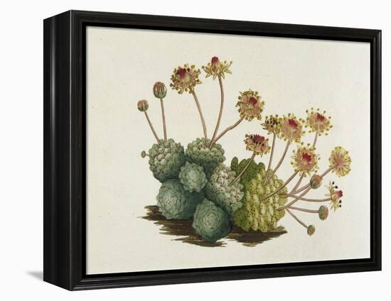 Dwarf Houseleek-William Curtis-Framed Stretched Canvas