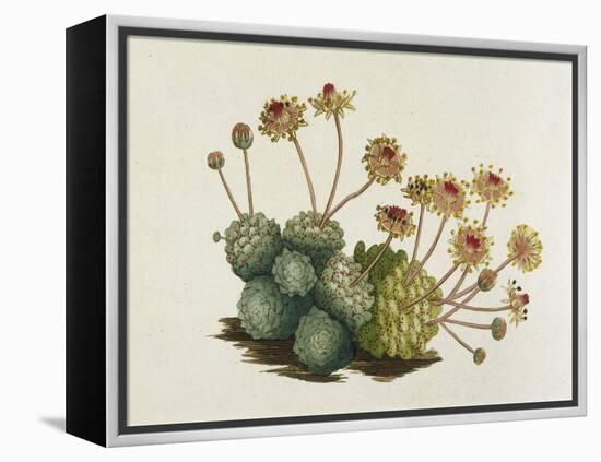 Dwarf Houseleek-William Curtis-Framed Stretched Canvas