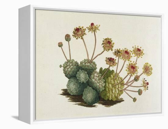 Dwarf Houseleek-William Curtis-Framed Stretched Canvas