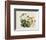 Dwarf Houseleek-William Curtis-Framed Art Print