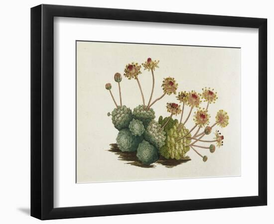 Dwarf Houseleek-William Curtis-Framed Art Print