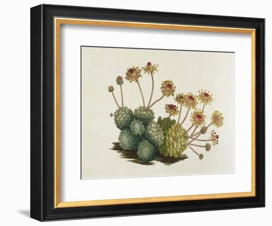 Dwarf Houseleek-William Curtis-Framed Art Print