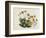 Dwarf Houseleek-William Curtis-Framed Art Print