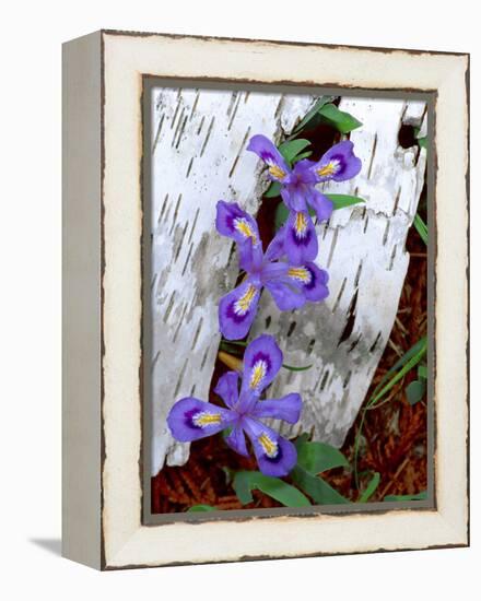 Dwarf Lake Iris Growing Through Birch Bark, Upper Peninsula, Michigan, USA-Jim Zuckerman-Framed Premier Image Canvas