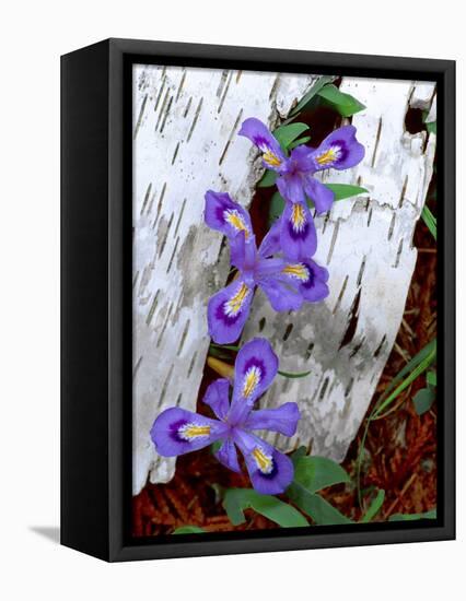 Dwarf Lake Iris Growing Through Birch Bark, Upper Peninsula, Michigan, USA-Jim Zuckerman-Framed Premier Image Canvas