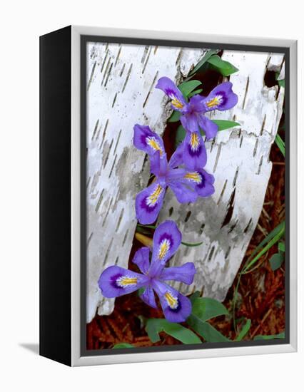 Dwarf Lake Iris Growing Through Birch Bark, Upper Peninsula, Michigan, USA-Jim Zuckerman-Framed Premier Image Canvas