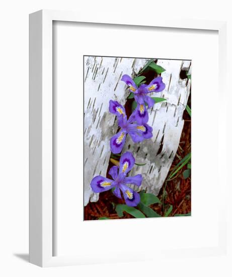 Dwarf Lake Iris Growing Through Birch Bark, Upper Peninsula, Michigan, USA-Jim Zuckerman-Framed Photographic Print