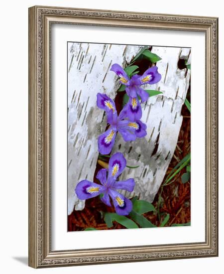 Dwarf Lake Iris Growing Through Birch Bark, Upper Peninsula, Michigan, USA-Jim Zuckerman-Framed Photographic Print