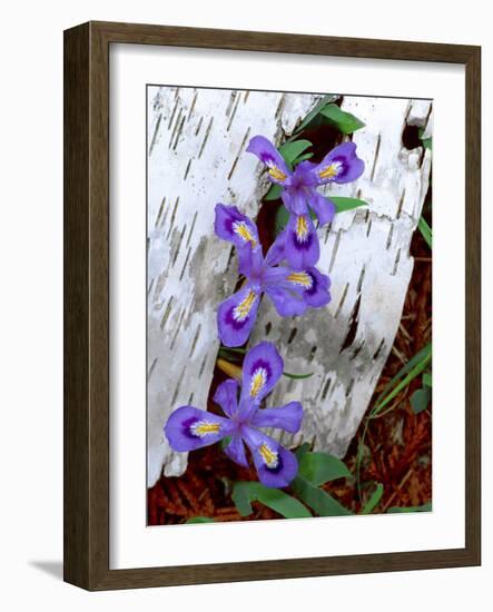 Dwarf Lake Iris Growing Through Birch Bark, Upper Peninsula, Michigan, USA-Jim Zuckerman-Framed Photographic Print