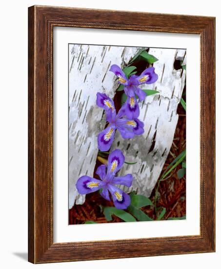 Dwarf Lake Iris Growing Through Birch Bark, Upper Peninsula, Michigan, USA-Jim Zuckerman-Framed Photographic Print