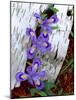 Dwarf Lake Iris Growing Through Birch Bark, Upper Peninsula, Michigan, USA-Jim Zuckerman-Mounted Photographic Print