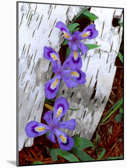 Dwarf Lake Iris Growing Through Birch Bark, Upper Peninsula, Michigan, USA-Jim Zuckerman-Mounted Photographic Print