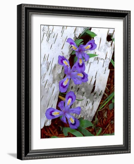 Dwarf Lake Iris Growing Through Birch Bark, Upper Peninsula, Michigan, USA-Jim Zuckerman-Framed Photographic Print