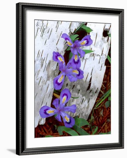 Dwarf Lake Iris Growing Through Birch Bark, Upper Peninsula, Michigan, USA-Jim Zuckerman-Framed Photographic Print