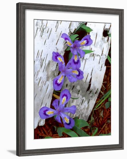 Dwarf Lake Iris Growing Through Birch Bark, Upper Peninsula, Michigan, USA-Jim Zuckerman-Framed Photographic Print