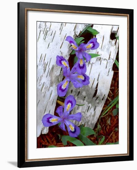 Dwarf Lake Iris Growing Through Birch Bark, Upper Peninsula, Michigan, USA-Jim Zuckerman-Framed Photographic Print