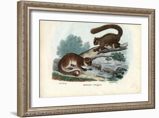 Dwarf Lemur, 1863-79-Raimundo Petraroja-Framed Giclee Print