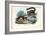 Dwarf Lemur, 1863-79-Raimundo Petraroja-Framed Giclee Print