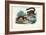 Dwarf Lemur, 1863-79-Raimundo Petraroja-Framed Giclee Print