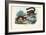 Dwarf Lemur, 1863-79-Raimundo Petraroja-Framed Giclee Print