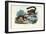 Dwarf Lemur, 1863-79-Raimundo Petraroja-Framed Giclee Print