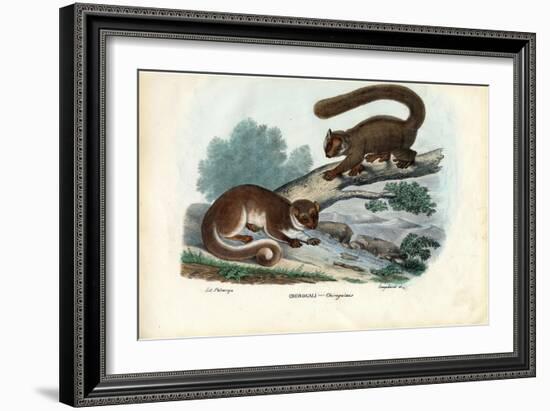 Dwarf Lemur, 1863-79-Raimundo Petraroja-Framed Giclee Print