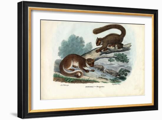 Dwarf Lemur, 1863-79-Raimundo Petraroja-Framed Giclee Print