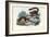 Dwarf Lemur, 1863-79-Raimundo Petraroja-Framed Giclee Print