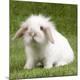 Premium Photographic Print