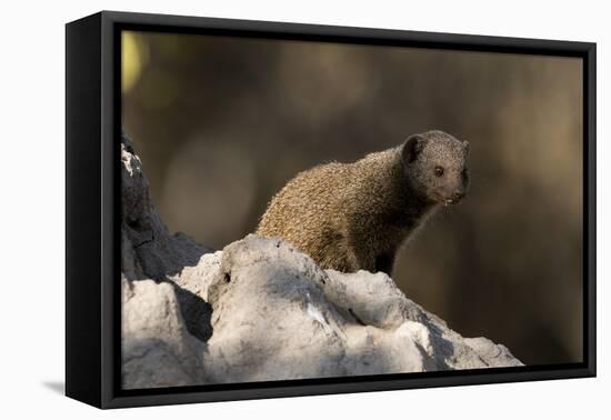 Dwarf mongoose (Helogale parvula), Khwai Conservation Area, Okavango Delta, Botswana, Africa-Sergio Pitamitz-Framed Premier Image Canvas