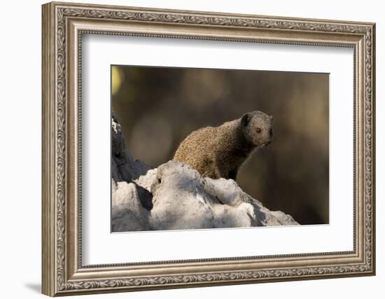 Dwarf mongoose (Helogale parvula), Khwai Conservation Area, Okavango Delta, Botswana, Africa-Sergio Pitamitz-Framed Photographic Print