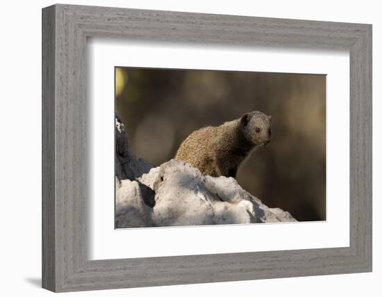 Dwarf mongoose (Helogale parvula), Khwai Conservation Area, Okavango Delta, Botswana, Africa-Sergio Pitamitz-Framed Photographic Print