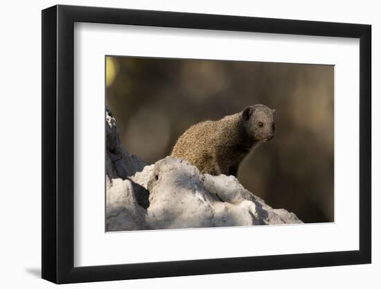 Dwarf mongoose (Helogale parvula), Khwai Conservation Area, Okavango Delta, Botswana, Africa-Sergio Pitamitz-Framed Photographic Print